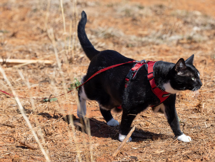 Things Your Cat Wants You To Know: Walking Your Cat