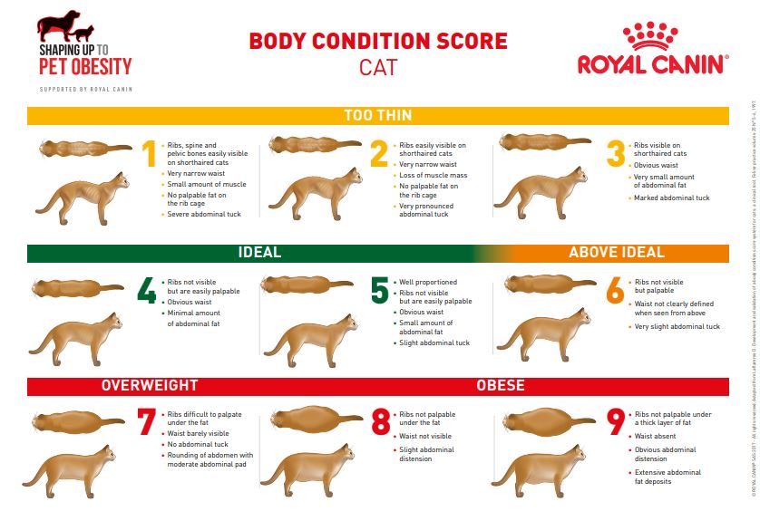 Body Condition Score