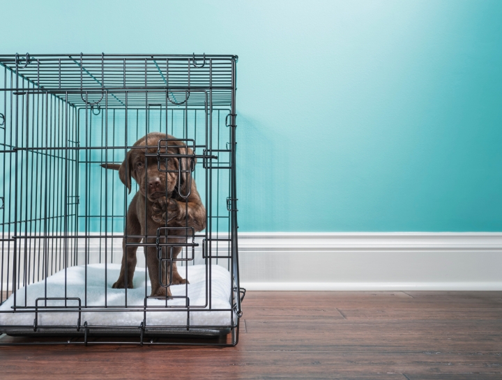 Crate Training Your New Puppy or Dog